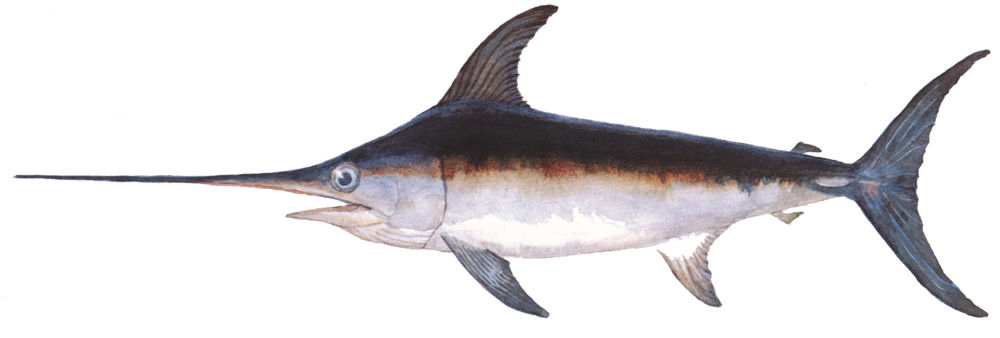 Xiphias gladius